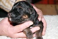 chiot male berger allemand