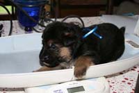 pesee chiot berger allemand