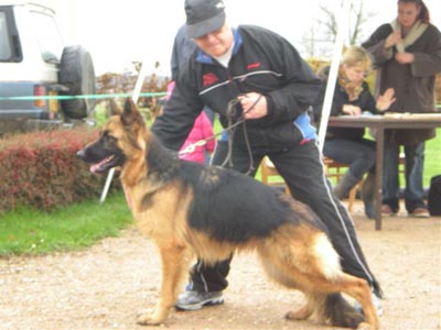 calea,chienne berger allemand poil long