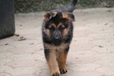  Canon,chien berger allemand 