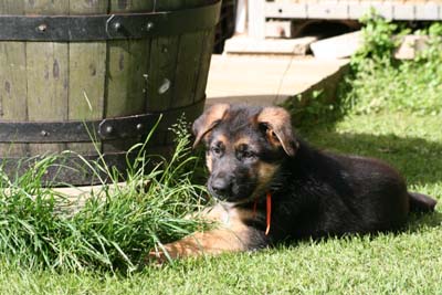 male berger allemand