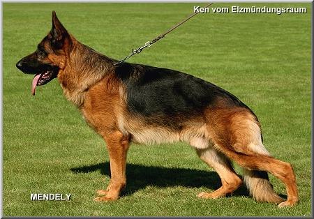 ken,chien berger allemand