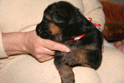 berger allemand,chienne rouge