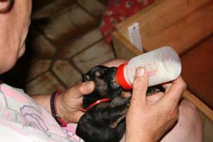 bébé berger allemand prend son premier biberon