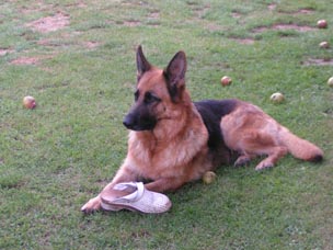 Sacha et un chausson,chienne berger allemand