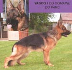 Vasco I chien berger allemand