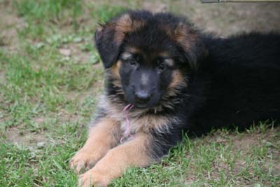 cala,chienne berger allemand poil long