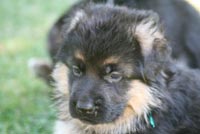 chiot male berger allemand